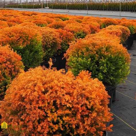 Thuja Occidentalis Fire Chief American Arborvitae From Home Nursery