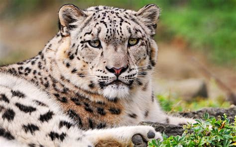 White Snow Leopard Wallpapers Hd Wallpapers Id 9636