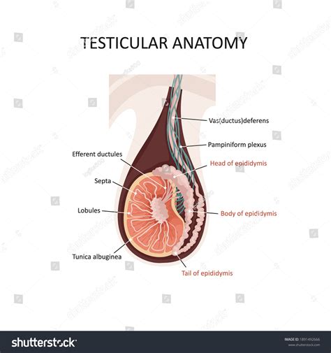 Vektor Stok Testicular Anatomy Illustration Cross Section Male Tanpa The Best Porn Website