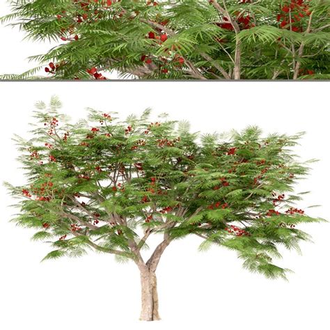 These trees require full sun, including in the. Set of Flamboyant Trees (Royal Poinciana) (3 Trees ...