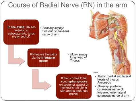 Radial Nerve Palsy Symptoms