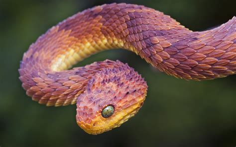 Fond Décran Animaux Faune Vipers VipÈre Mamba Serpent à