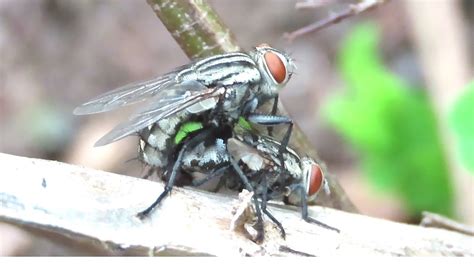 Reproduction Of Flies Animal Life Youtube