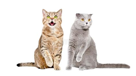 Two Cats Sitting Together With Raised Paws Stock Image Image Of