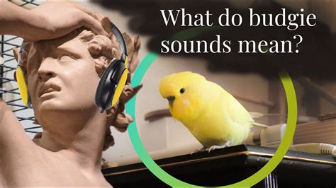 What Different Budgie Sounds Mean How To Sound Budgie Yellow Budgie Singing Youtube
