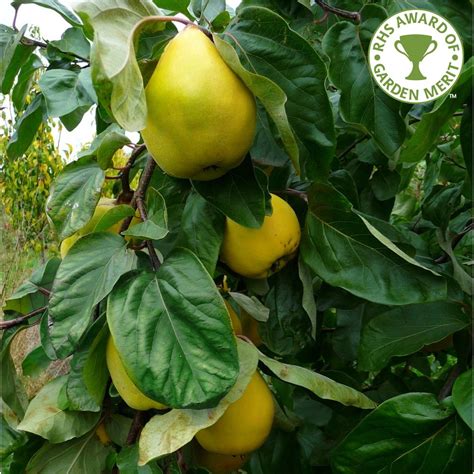 Check spelling or type a new query. Quince Vranja | Buy Quince Tree | Purchase Quince Fruit Trees