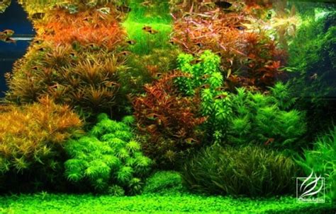 In dieser folge zeigen wir euch mal wieder etwas über das hollandaquarium. Is Co2 system necessary ? | AquaScaping World Forum