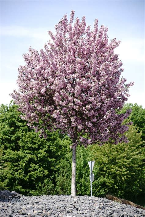 They can either be planted in a row or staggered and this would depend on the type of evergreen tree it is. Pink flowering ornamental tree by BastianKienitz ...