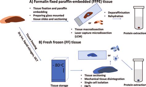 Overview Of Tissue Sample Processing Prior To Proteomic Experiments A