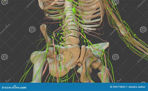 Human Lymphatic System 3d Animation Stock Illustration Illustration