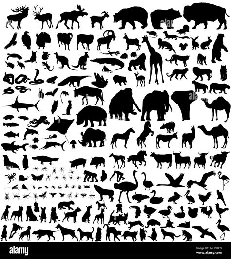 Large Set Of Animals Vector Silhouettes Stock Vector Image And Art Alamy