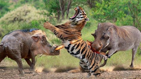 Tiger Vs Wild Boar