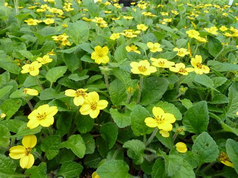 7 Native Ground Covers