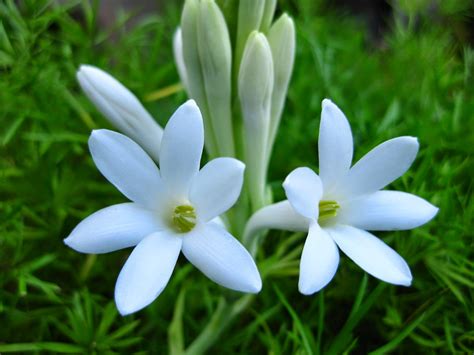 Mungkin tak banyak yang tahu nama aslinya termasuk saya yang emang jarang ketemu kalau gak pas pulkam. Bunga Sedap Malam Flora Identitas Provinsi Jawa Timur ...