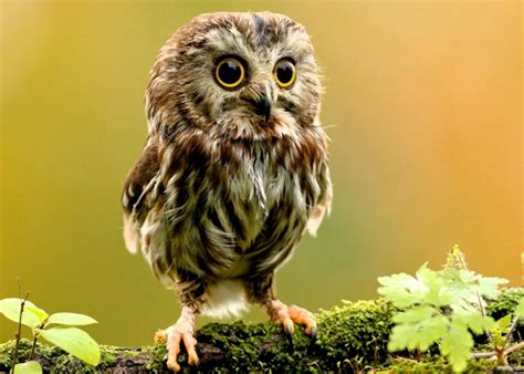 Pet Owl And What To Know About Them Here Pets Nurturing