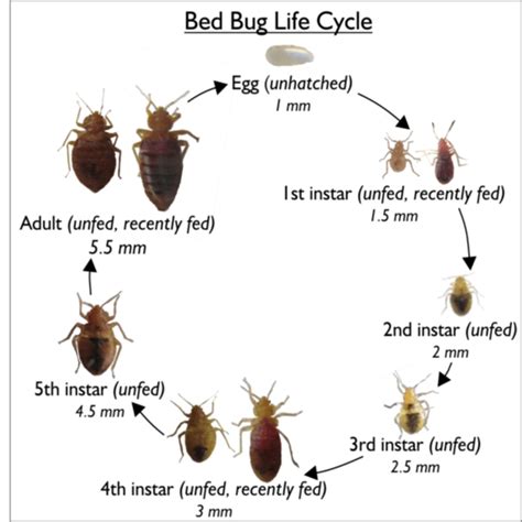 This makes it harder to determine if the mark is because of a tick or made by other insects. Flea tick yard prevention, repel yellow jackets, iguana ...