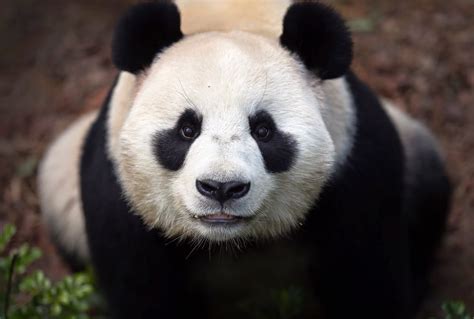 Debby: Artikel Tentang Hewan Panda