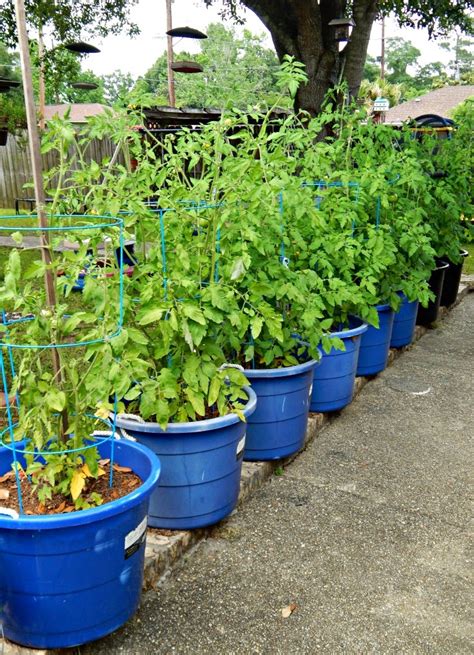 Container vegetable gardening is addictively fun. How to Plant a Vegetable Container Garden - This Ole Mom
