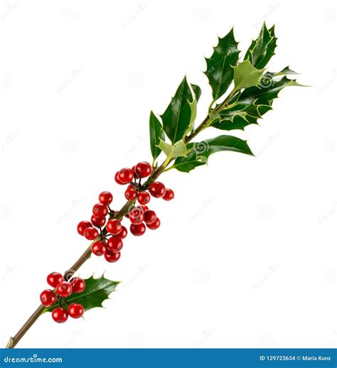 Branch Of European Holly Ilex Isolated On White Stock Photo Image Of