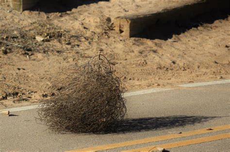 why do tumbleweeds tumble they likely arrived as stowaways in shipments of flax seeds brought