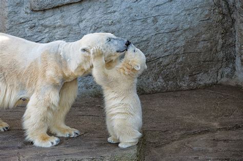 13 Cute Baby Polar Bears Celebrate International Polar