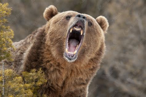 Foto De Angry Grizzly Bear Behind Bush Do Stock Adobe Stock
