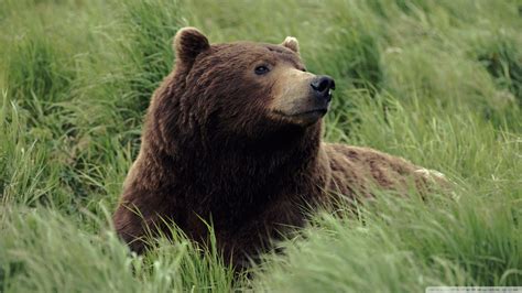 Check out this fantastic collection of bear desktop wallpapers, with 50 bear desktop background images for your desktop, phone or tablet. Download Grizzly Bear Near Mcneil River Alaska Wallpaper ...
