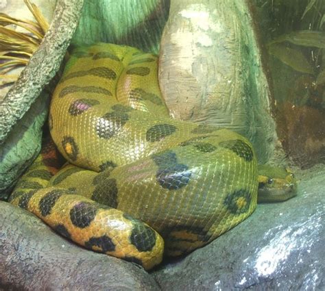 A Female Anaconda Gets Pregnant Without Male Contact And Gives Birth To