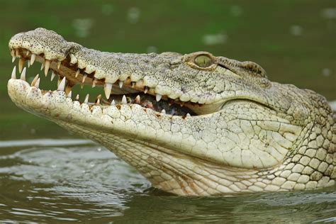 Nile Crocodile South Carolina Aquarium