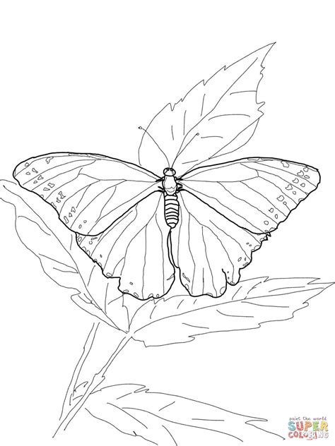 Blue Morpho Butterfly Coloring Page Free Printable Coloring Pages