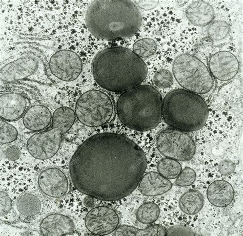 Hepatocyte Liver Cell Tem Stock Image C0227118