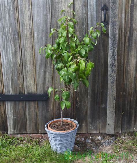 Patio Pear Trees Delivered As Ts