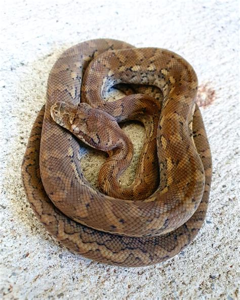 Coastal Carpet Python Snake Portfolio The Snake Catcher 247