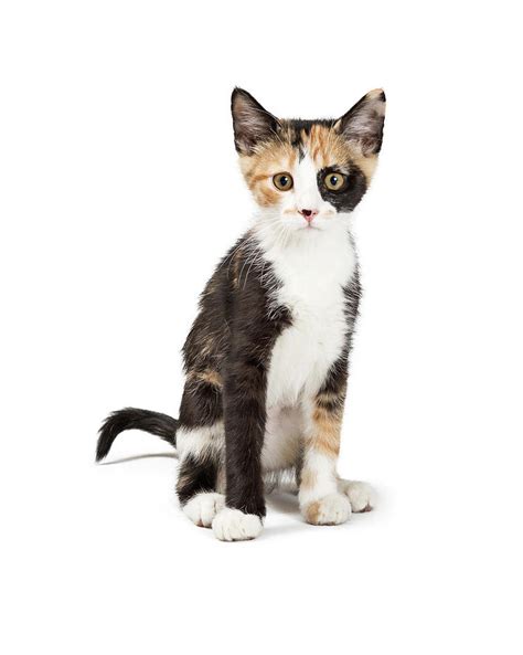 Cute Calico Kitten Sitting Looking Forward Isolated Photograph By Good