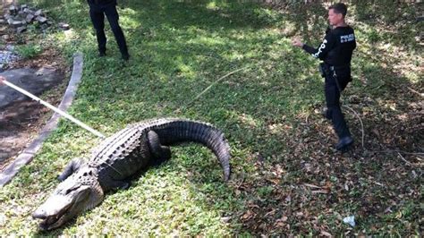 Massive 12ft Alligator Caught Near Office Park In Florida Us News