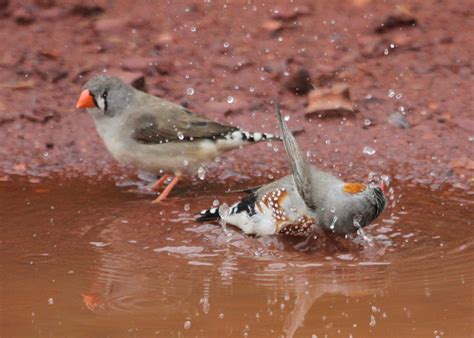 Richard Waring's Birds of Australia: Wild Zebra Finch Bath Time