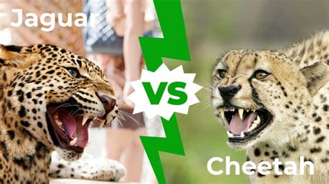 Learn About 80 Imagen Jaguar Cheetah And Leopard Difference In