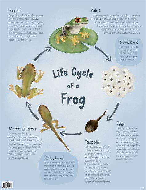 Life Cycle Of Frog Printable Tablet For Kids Reviews