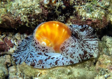 Food For Marine Snails Reef Nutrition
