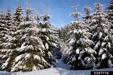 Norway Spruce Picea Abies