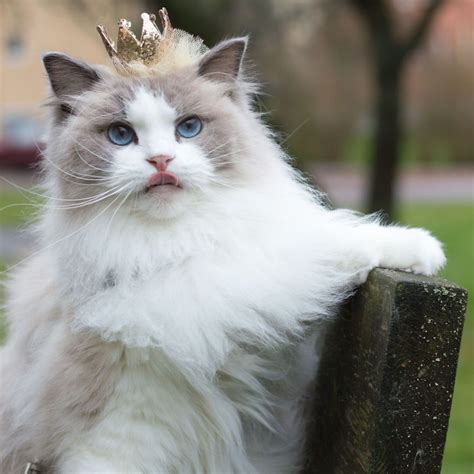 Princess Aurora A Photogenic Cat Royalty Pretty Cats Beautiful Cats