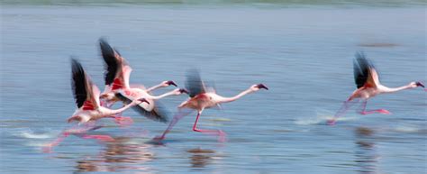 Flamingos In Flight Kenya Africa Stock Photo Download Image Now Istock