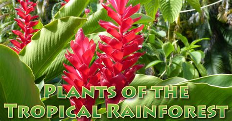 Tropical Rainforest Plants With Names Flower And Plant Poems