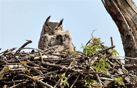 9 Different Types Of Bird Nests And How To Spot Them Birds And Blooms