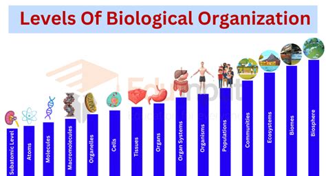 Levels Of Biological Organization