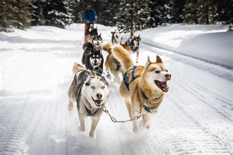 Dog Sledding Tours In Juneau Cost And Reviews — Juneau Hotel
