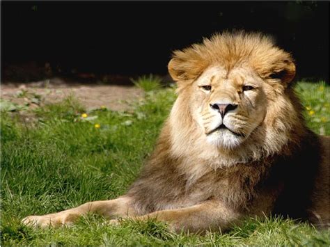Barbary Lion At Belfast Zoo