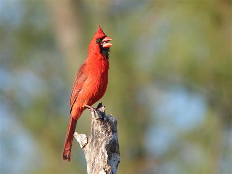 Northern Cardinal Singing 05 20180228 Images From Morning Flickr