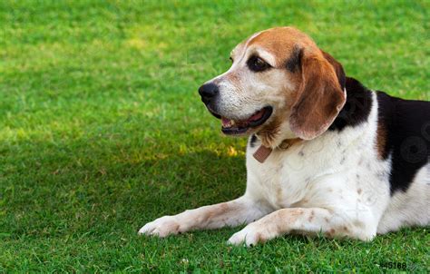 Portrait Of An Adult Beagle Dog Stock Photo Crushpixel
