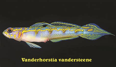 Vanderhorstia Vandersteene A Stunning New Goby Species From Papua New